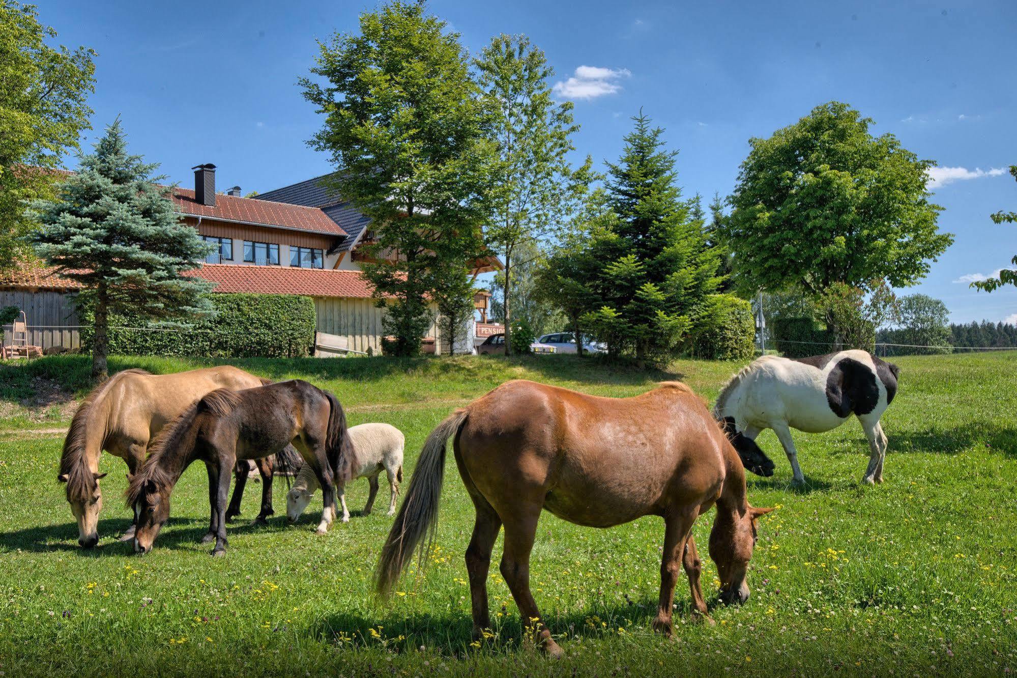 Landgasthof Zum Schwanen Hornberg Buitenkant foto